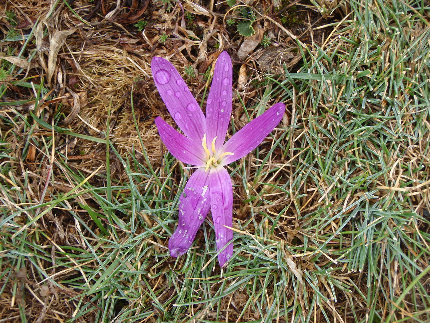  Dog Violet 